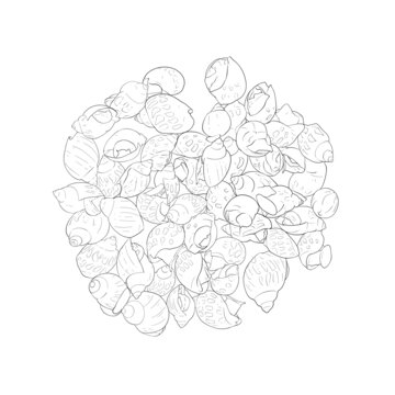 花螺