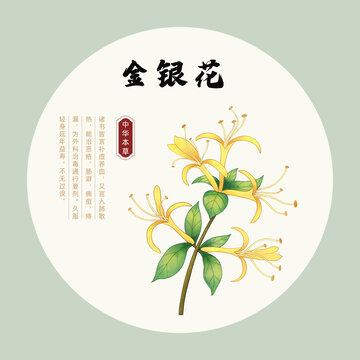 手绘金银花