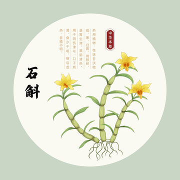 手绘石斛