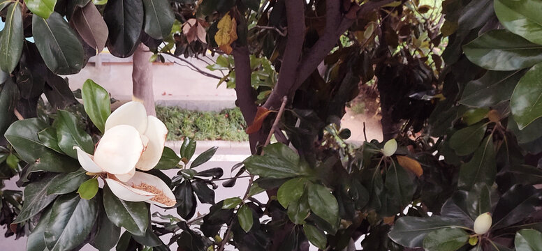 荷花玉兰