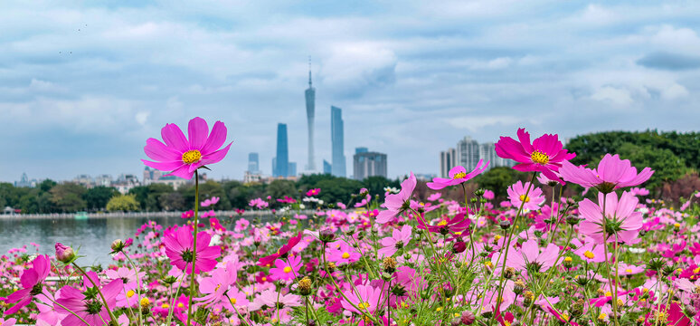 广州市海珠湖公园内盛开的格桑花