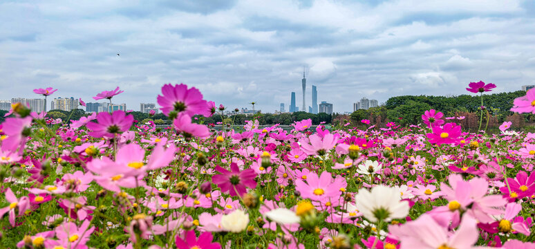 广州市海珠湖公园内盛开的格桑花