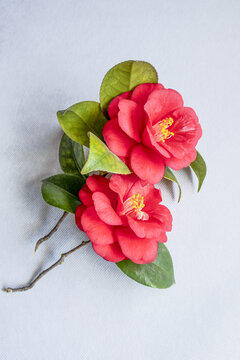 茶花