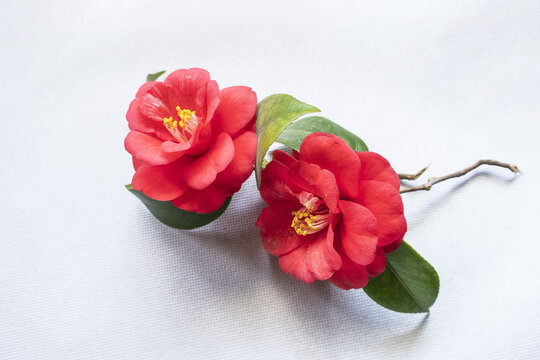 茶花