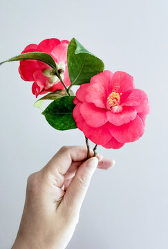茶花