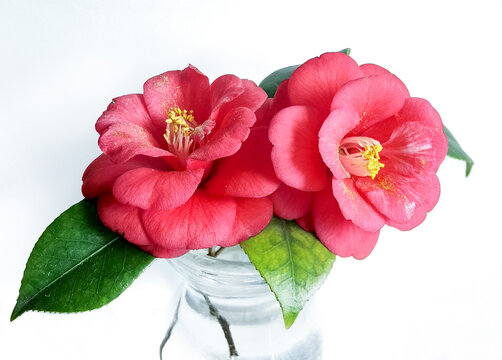 茶花
