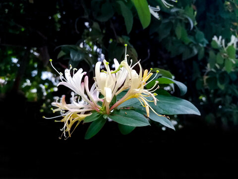 金银花