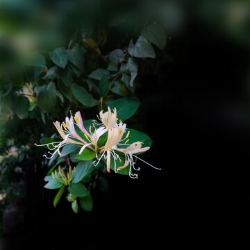 金银花