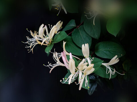 金银花