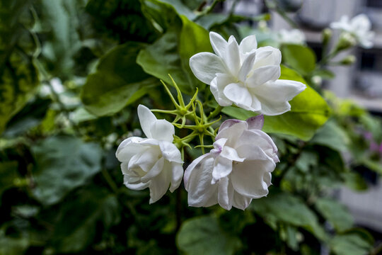 茉莉花
