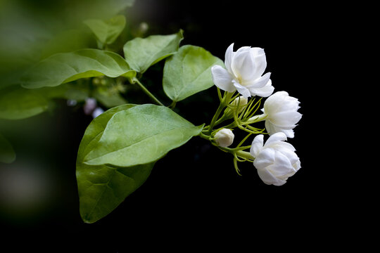 茉莉花