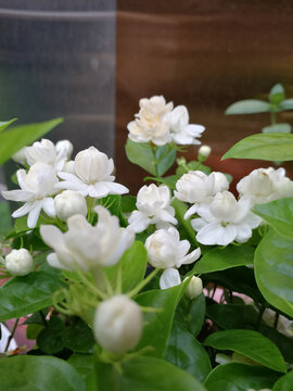 茉莉花