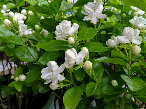 茉莉花