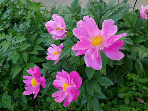 芍药花