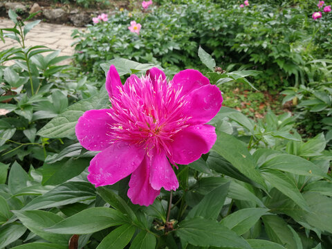 芍药花