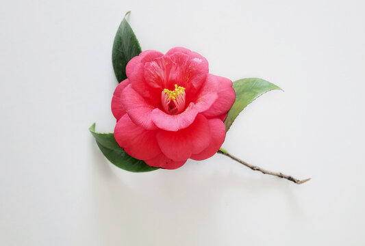 茶花