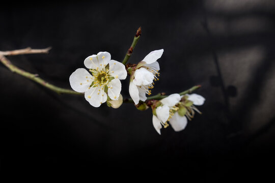 梅花