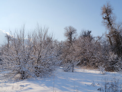 雪林