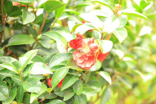 茶花