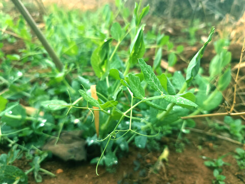 雪豆苗