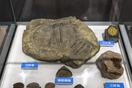 三叶虫化石