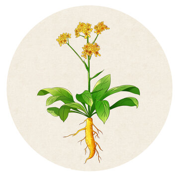 板蓝根中草药插画