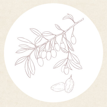 枸杞白描
