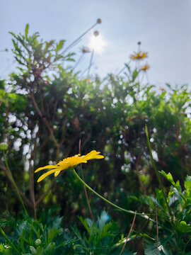 小黄花