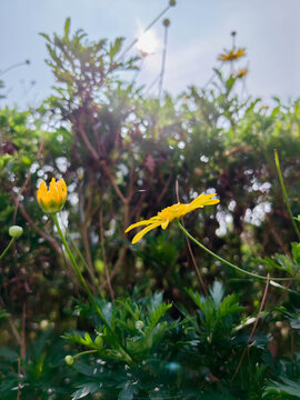 小黄花