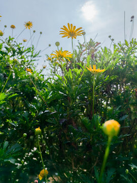 小黄花
