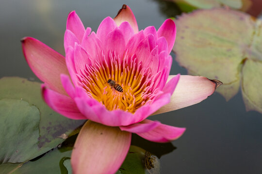 莲花与蜜蜂