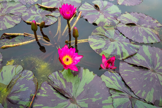 三朵并蒂红莲花