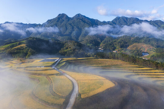 竹溪贡米基地