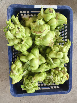 榨菜
