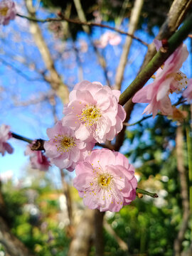梅花