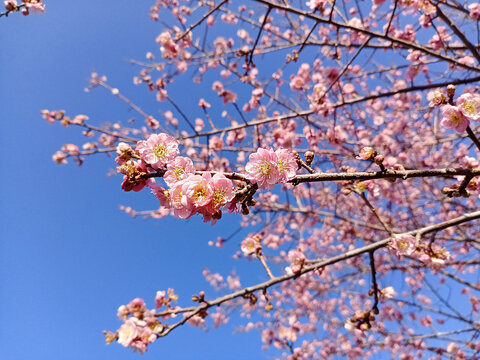 梅花