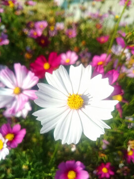 格桑花