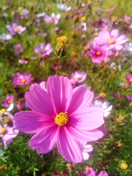 格桑花