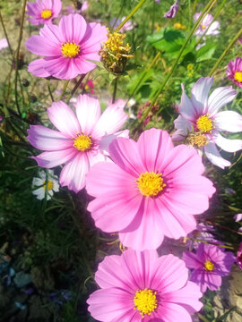 格桑花