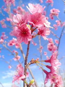 樱花