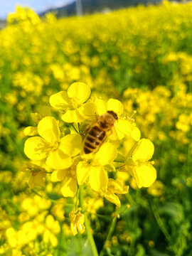 油菜花