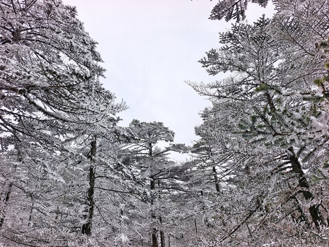 昆明轿子雪山冰松