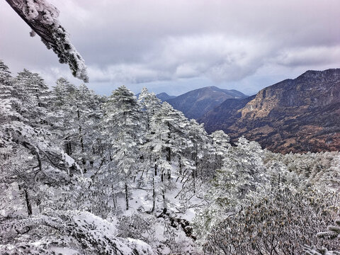 昆明轿子雪山树与山