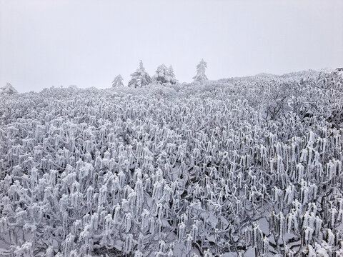 昆明轿子雪山雪中植物