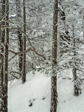 昆明轿子雪山树林