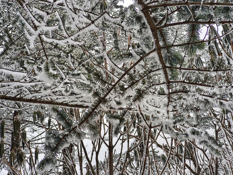昆明轿子雪山雾松