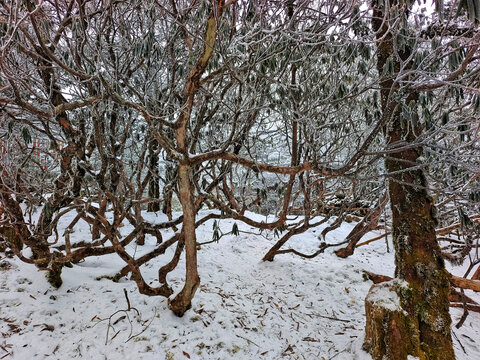 昆明轿子雪山雪林