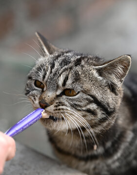可爱的小猫