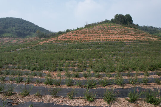 蓝莓山场