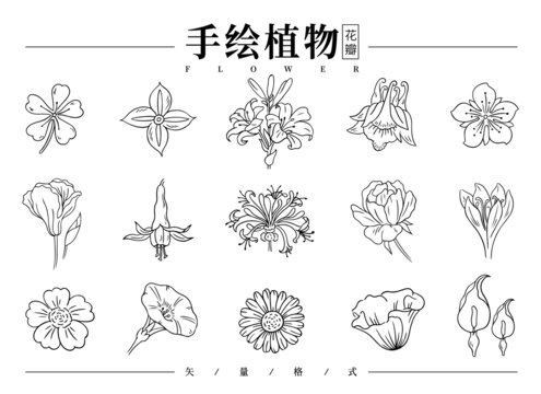 手绘花瓣线稿